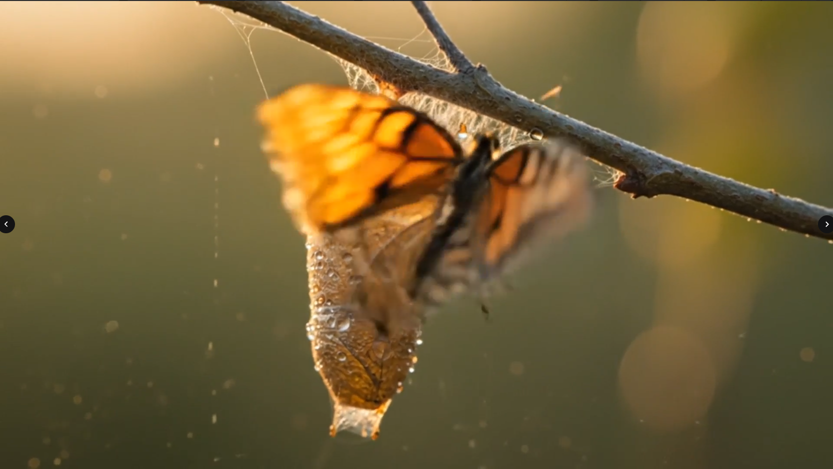 cinematic macro shot 